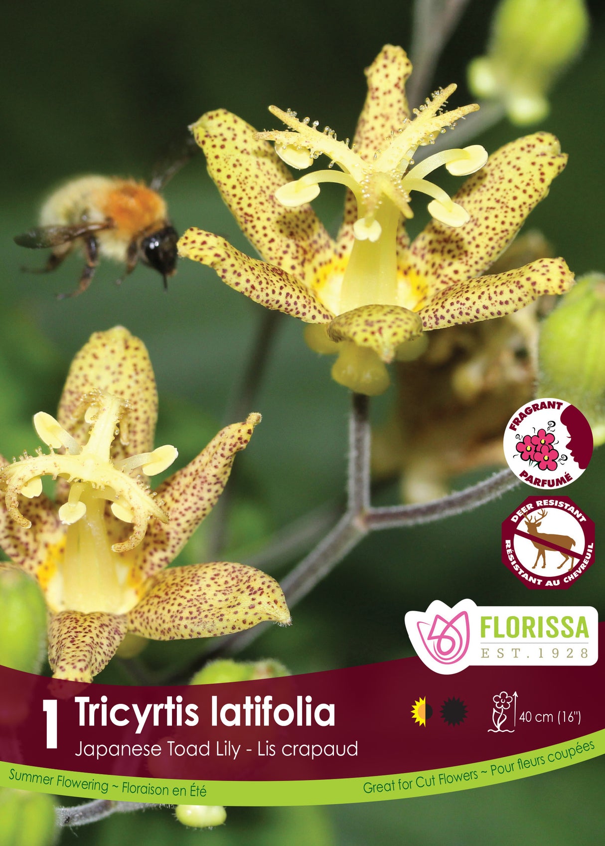 Tricyrtis - latifolia Retail