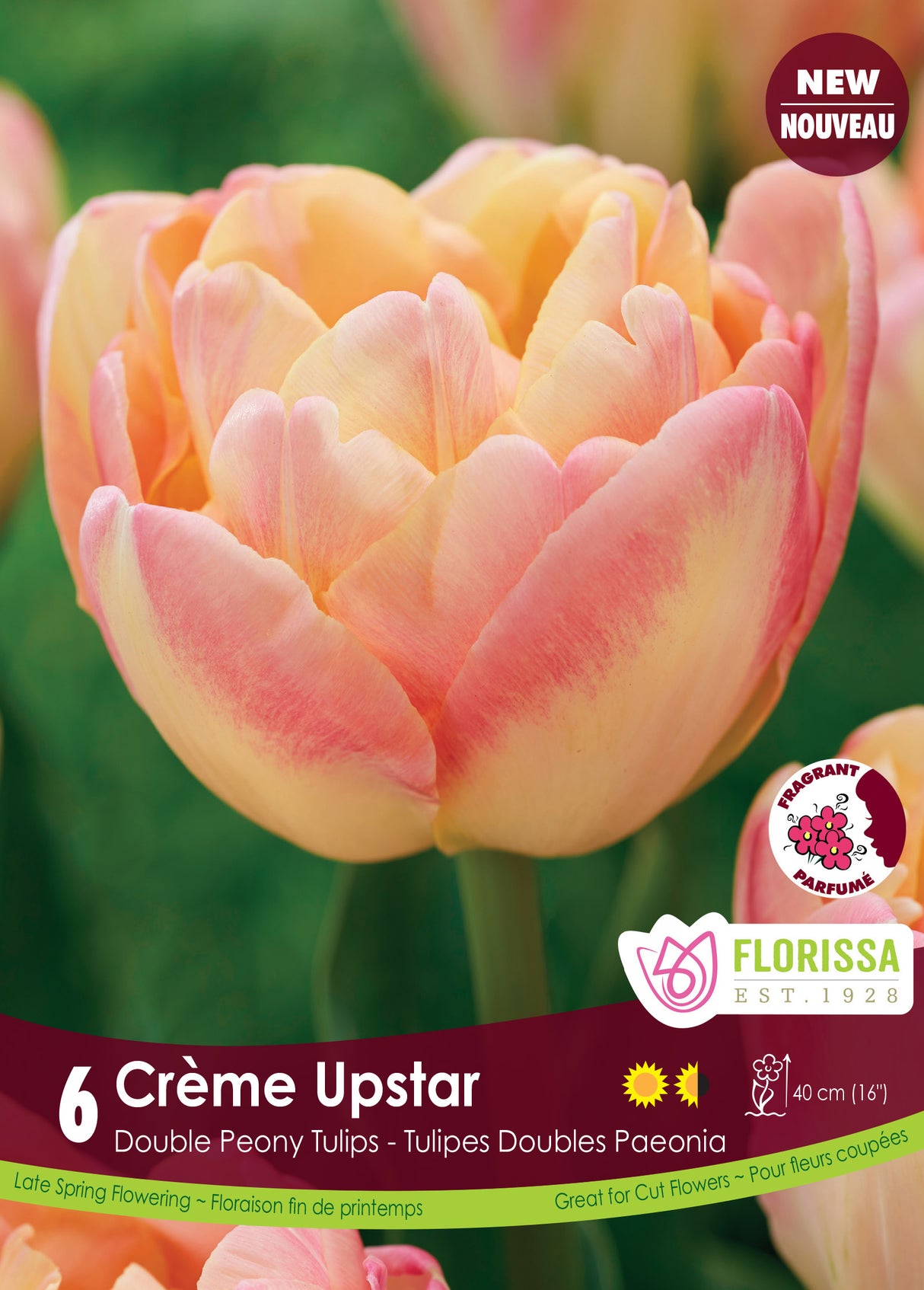 Tulip Double Late - Crème Upstar Bulk