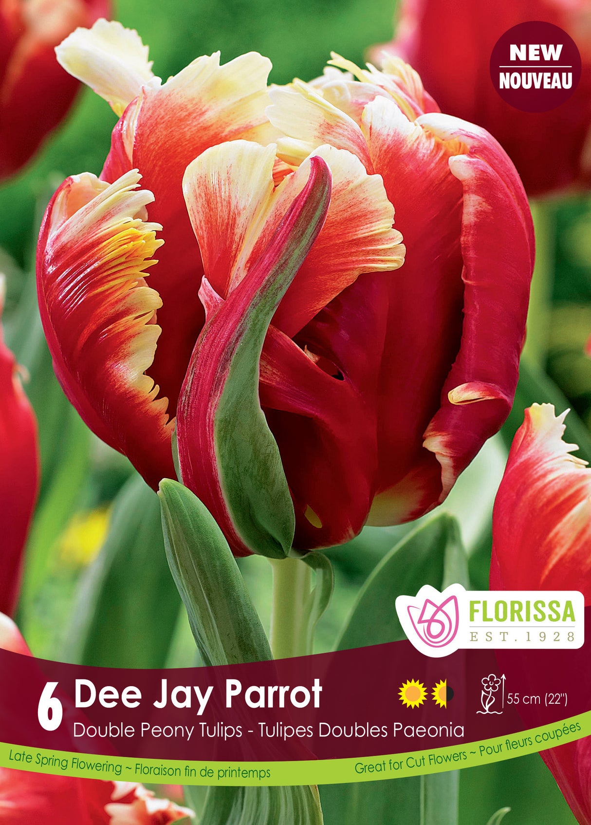 Tulip Parrot - Dee Jay Parrot Bulk