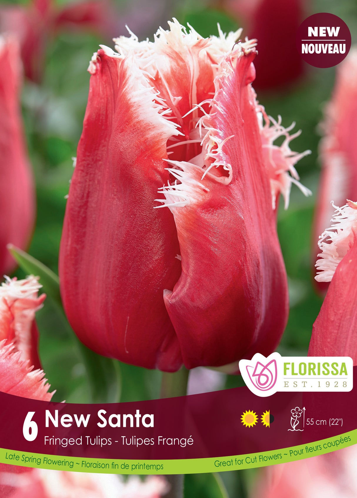Tulip Fringed - New Santa Bulk