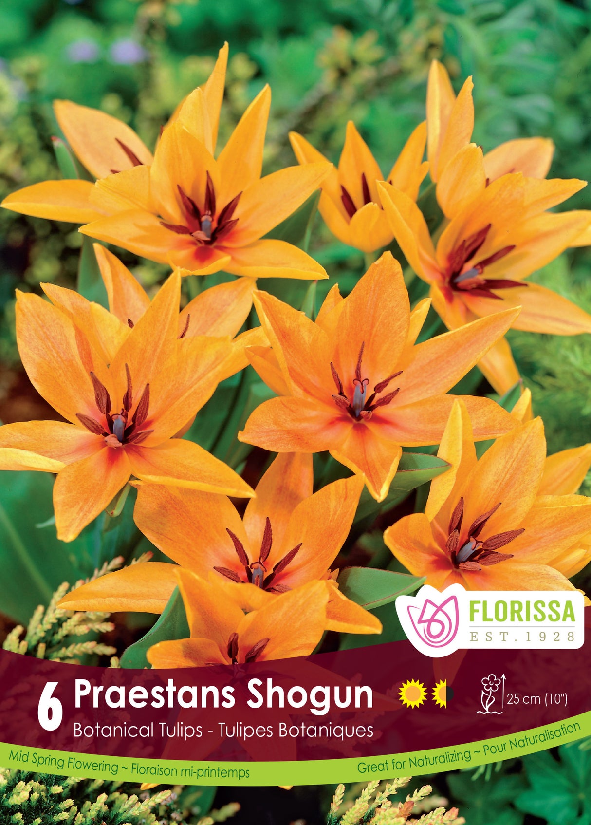 Tulip Botanical - Shogun Retail