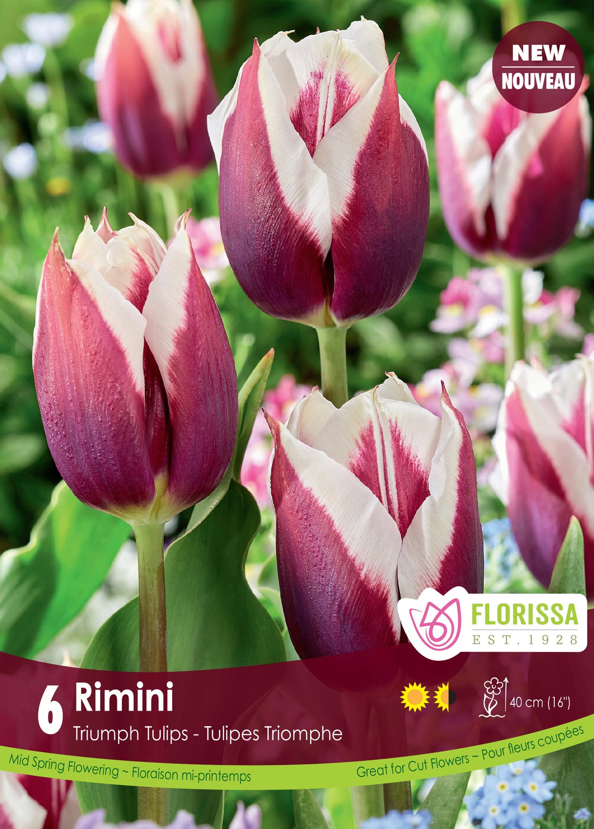 Tulip Triumph - Rimini Bulk
