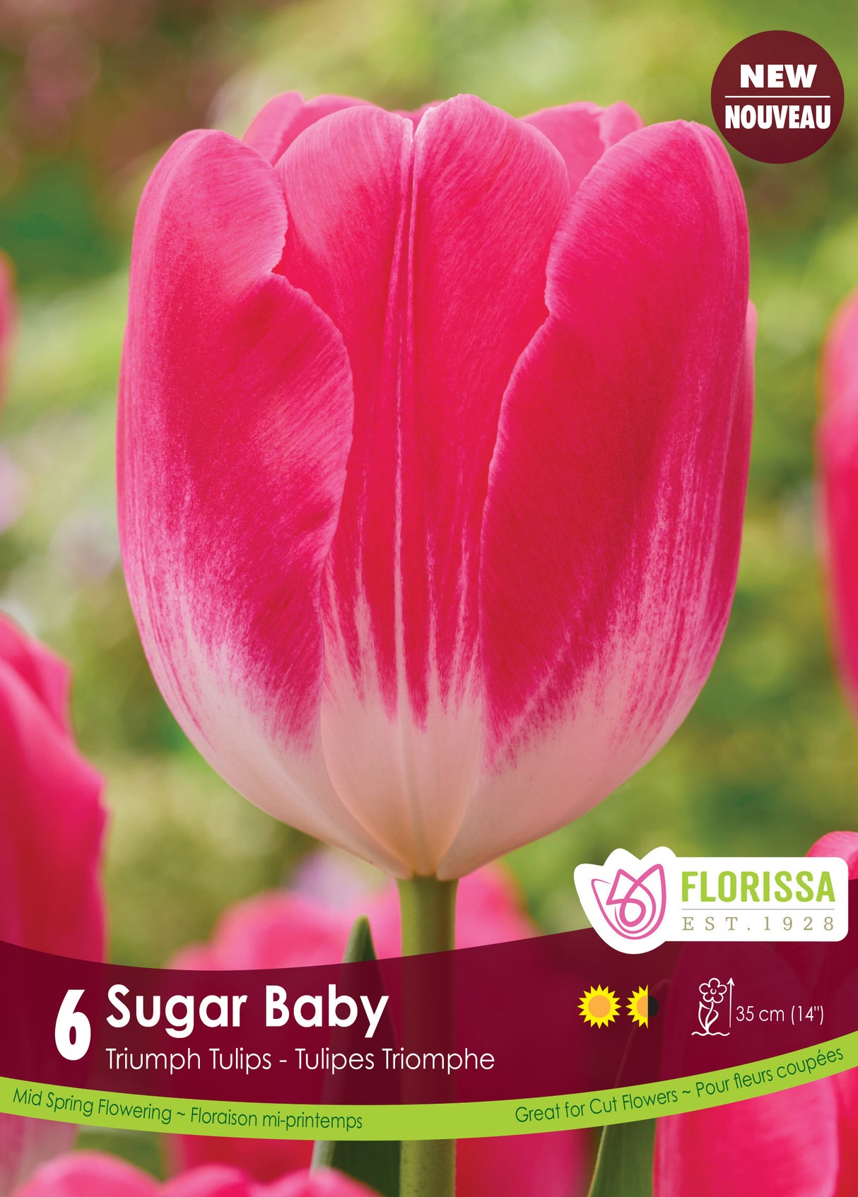 Tulip Triumph - Sugar Baby Retail