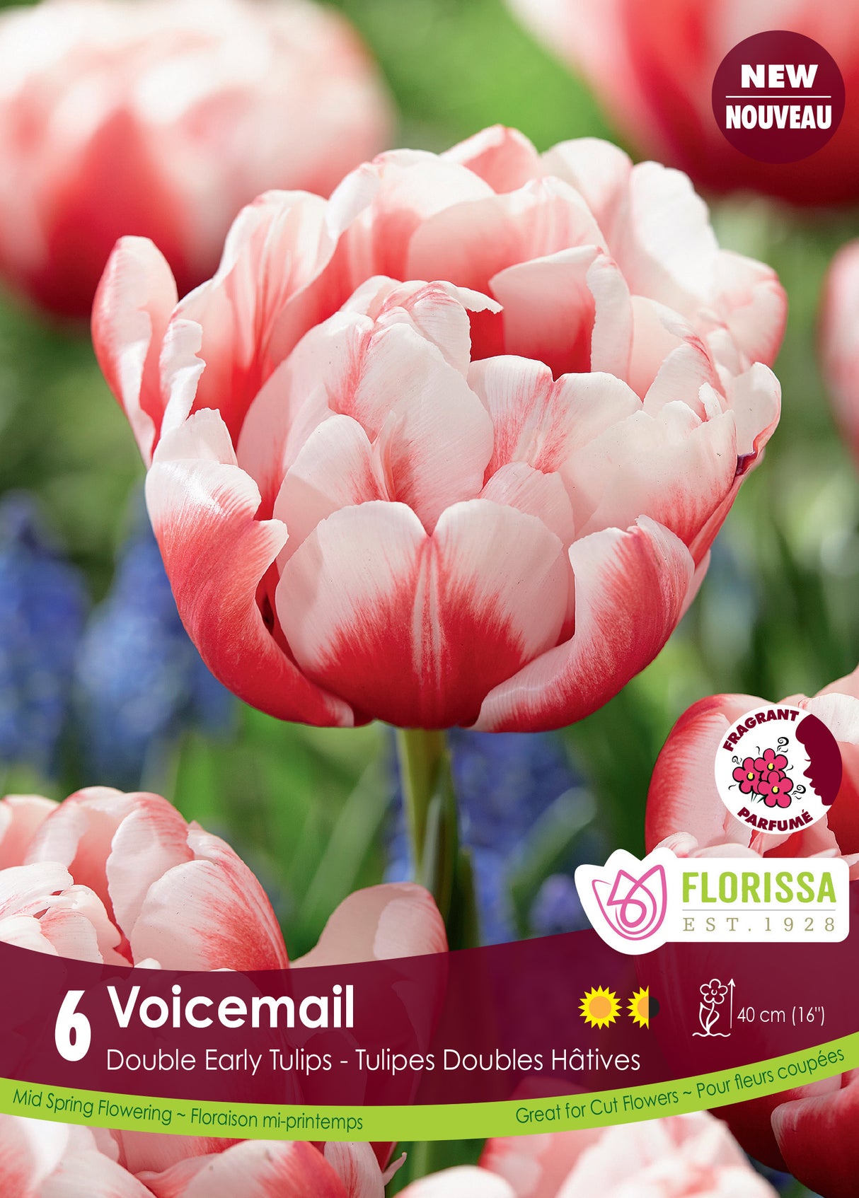 Tulip Double Early - Voicemail Bulk