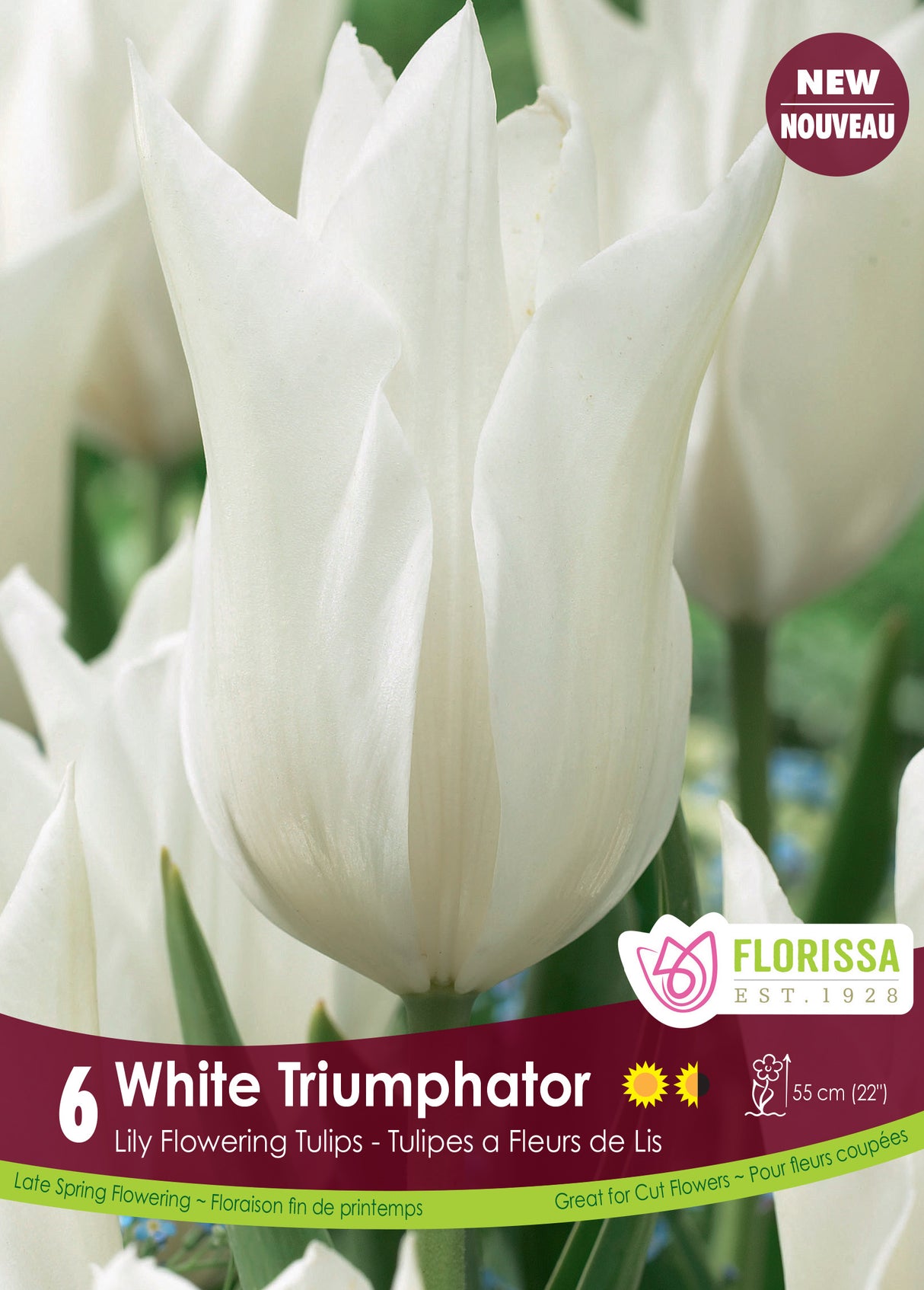 Tulip Lily Flowering - White Triumphator Bulk