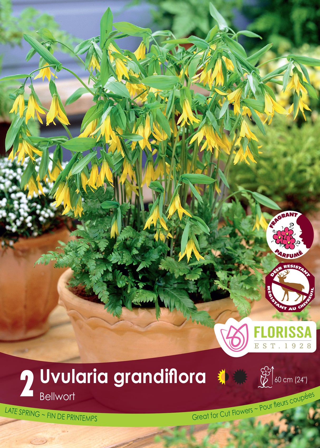 Uvularia - grandiflora Retail Pkg