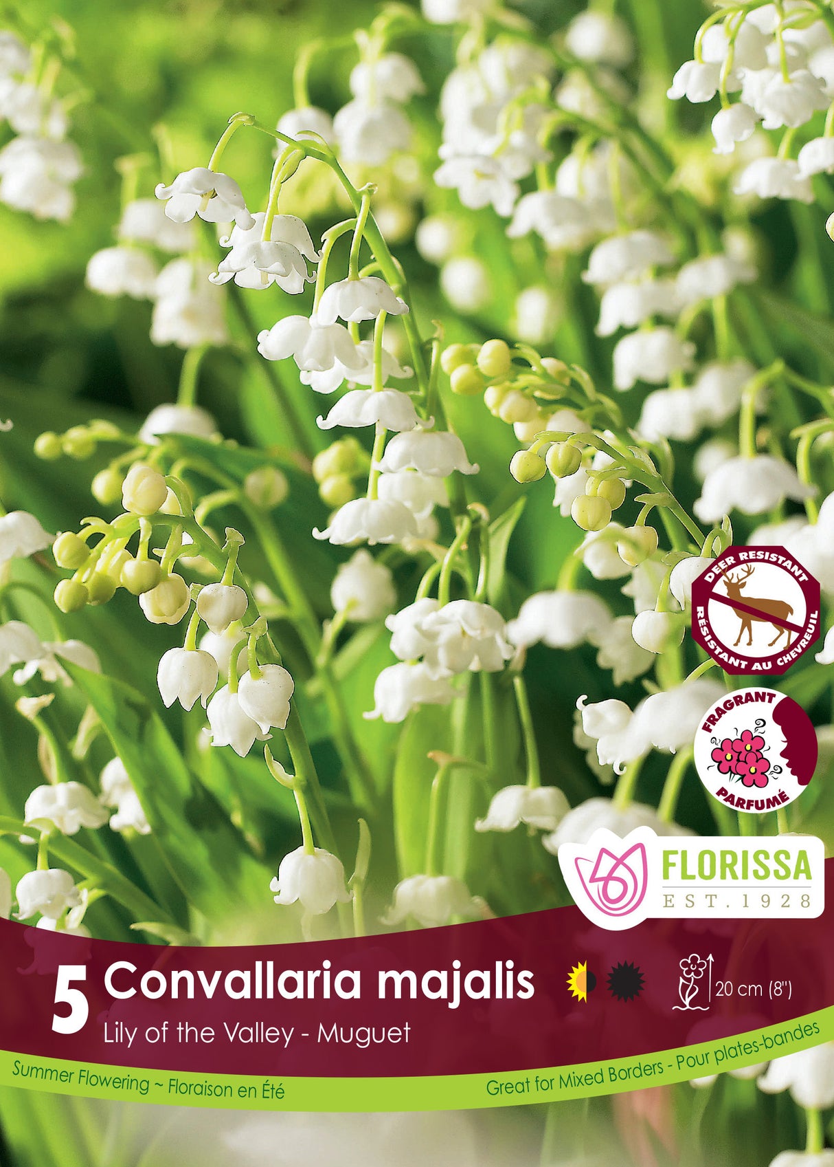 Convallaria - Majalis Retail Pkg