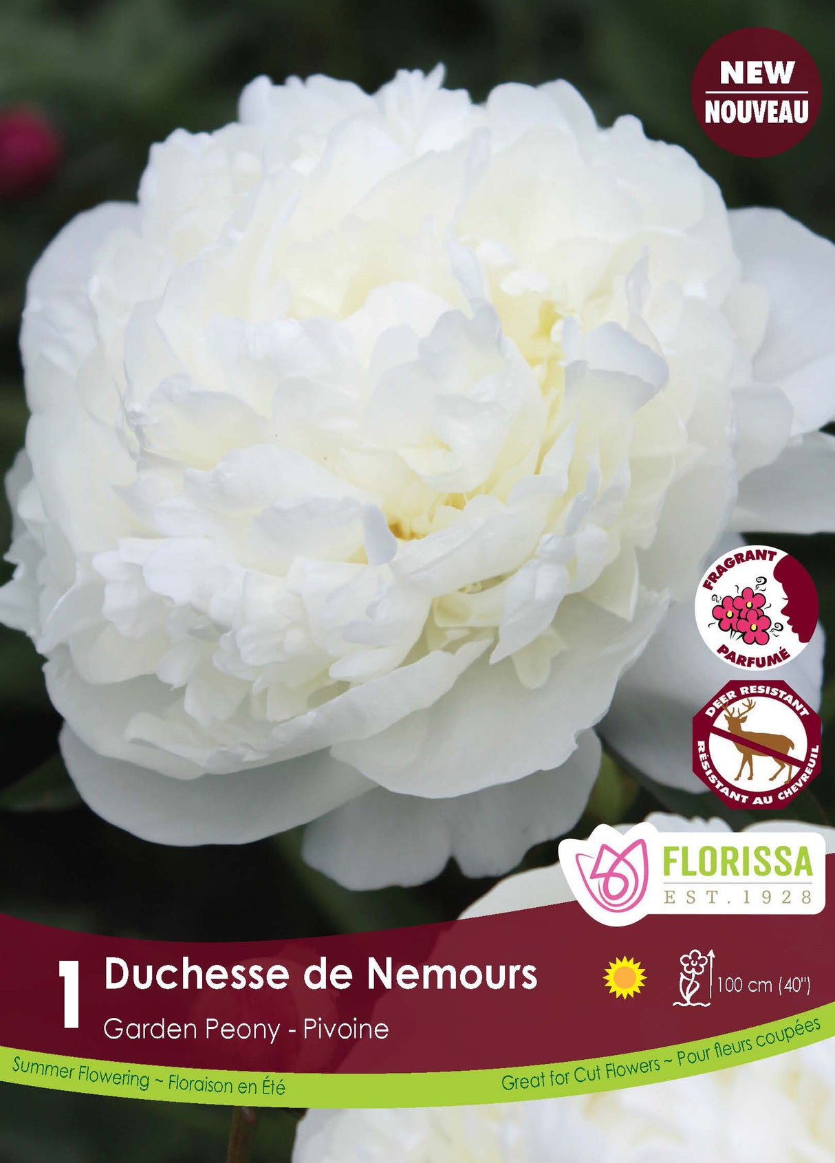 Paeonia - Duchess de Nemours Retail
