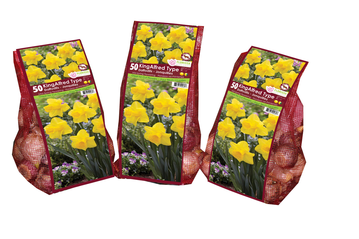 Narcissus - Yellow King Alfred Mesh Bagged Bulbs