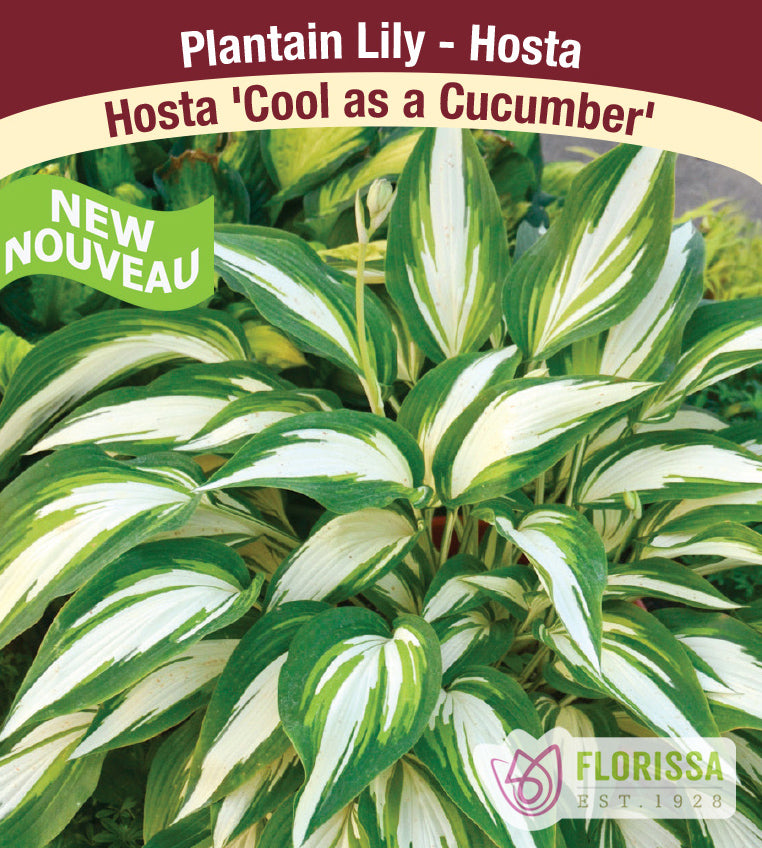 Hosta - Cool as a Cucumber