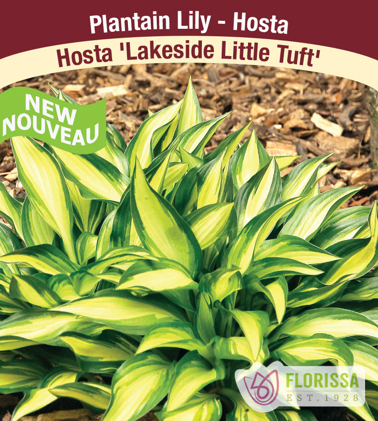 Hosta - Lakeside Little Tuft