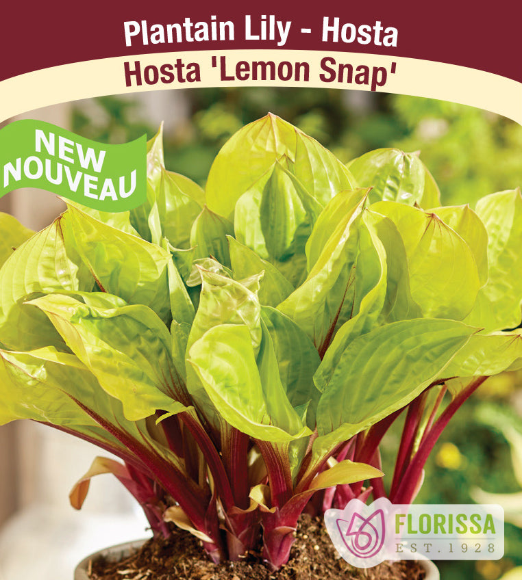 Hosta - Lemon Snap