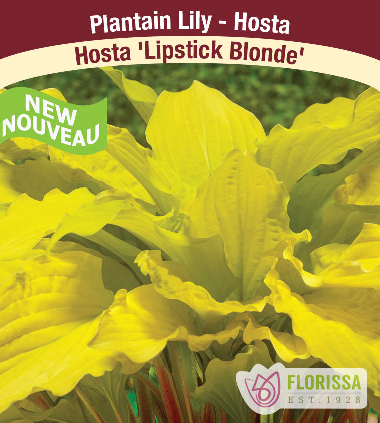 Hosta - Lipstick Blonde