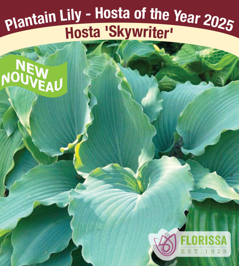 Hosta - Skywriter