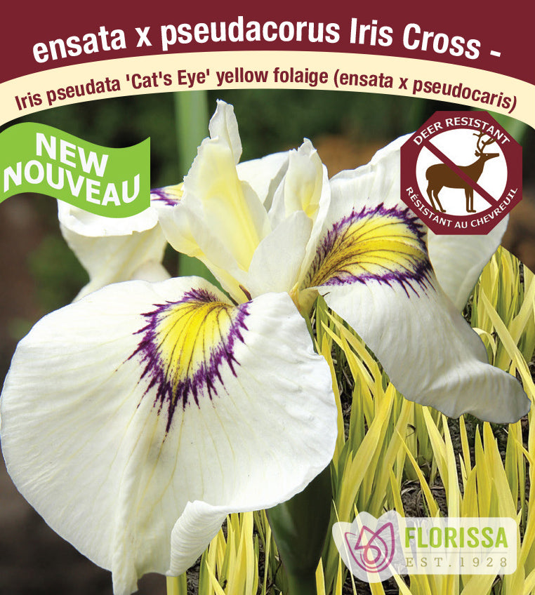 Iris pseudata - Cat's Eye