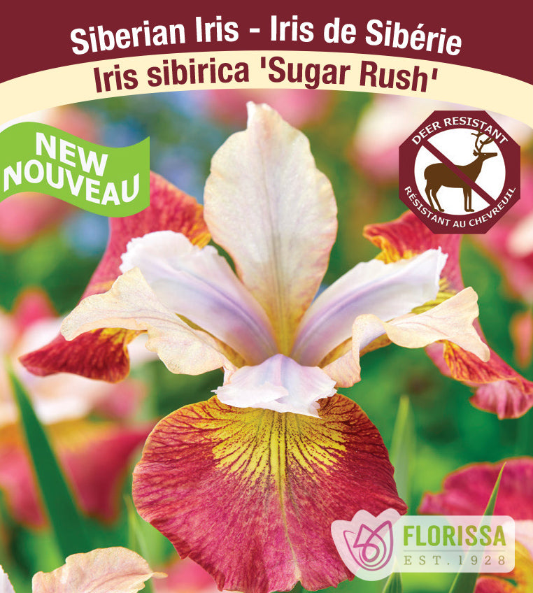 Iris Sibirica - Sugar Rush