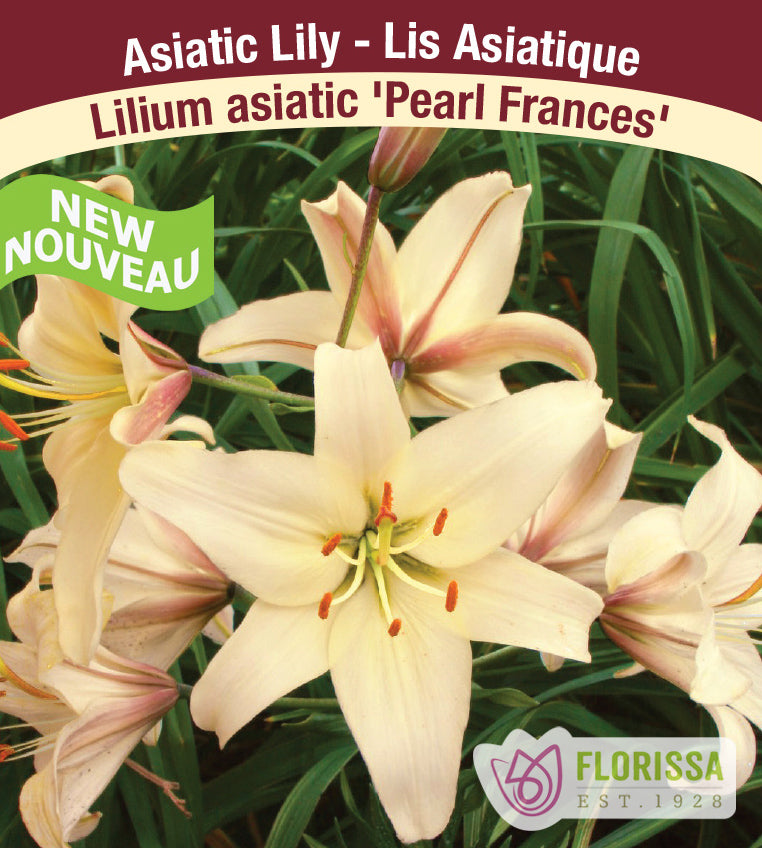 Lilium Asiatic - Pearl Frances