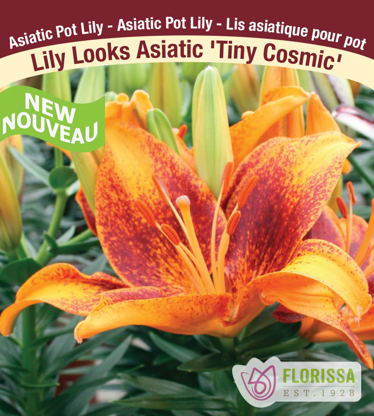 Lilium Asiatic Pot - Tiny Cosmic