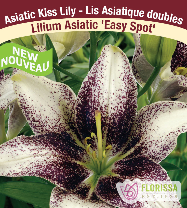 Lilium Kiss - Easy Spot