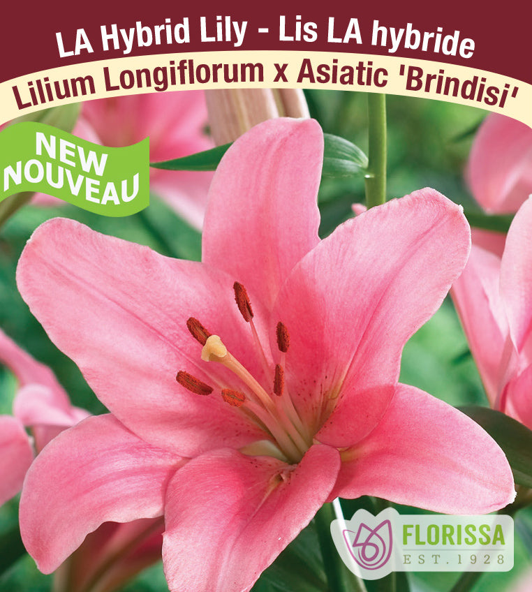 Lilium LA Hybrid  - Brindisi