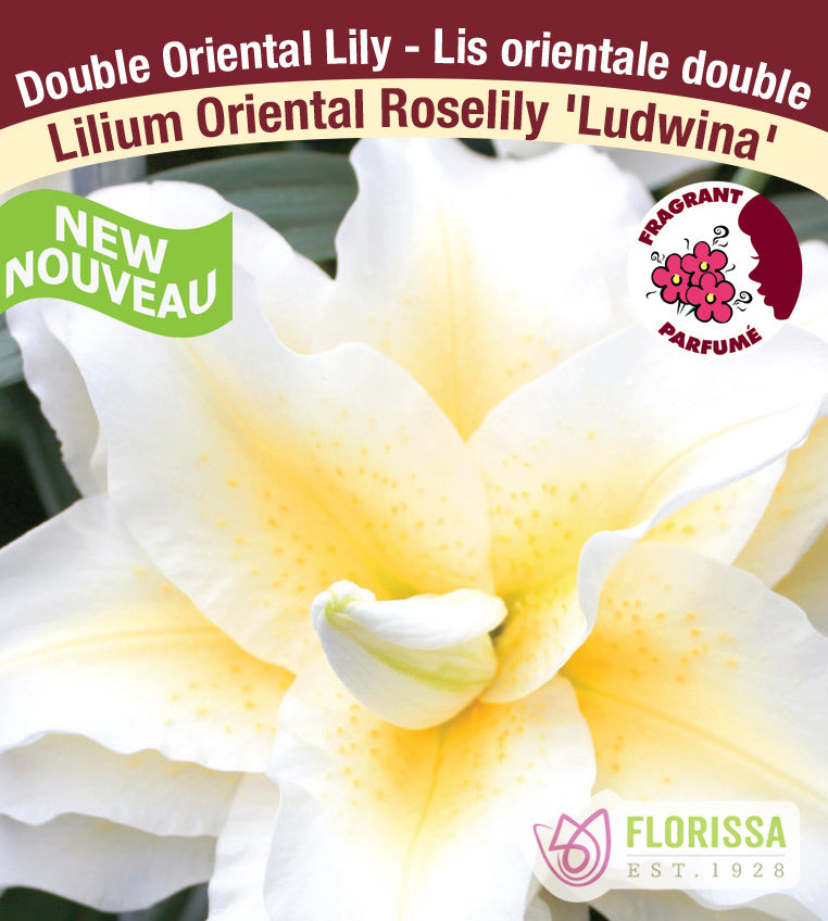 Lilium Double Oriental - Roselily Ludwina