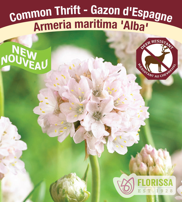 Armeria maritima - Alba