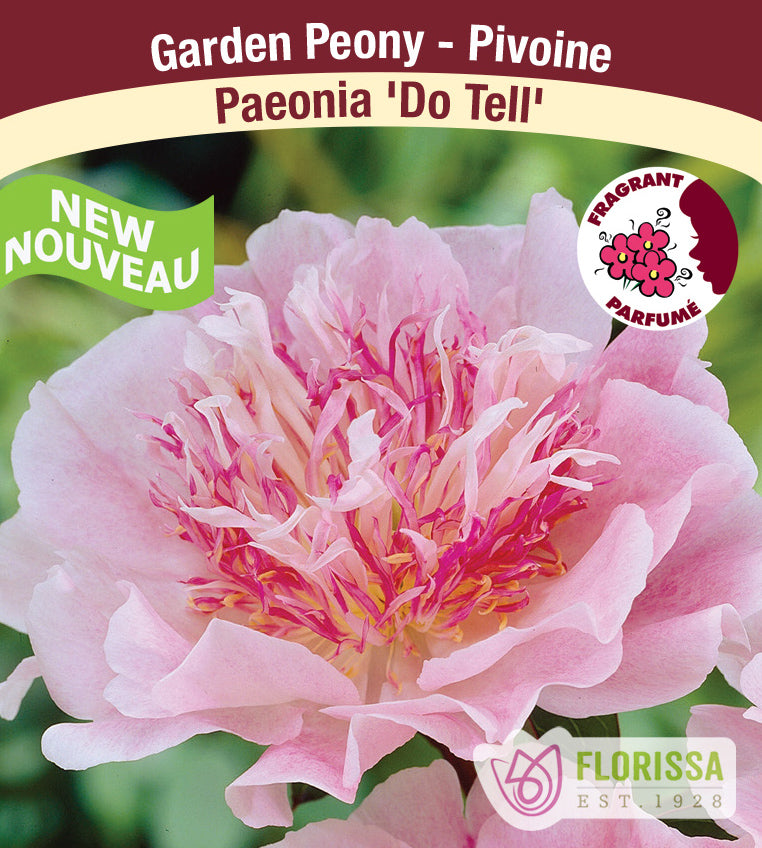 Paeonia Lactiflora - Do Tell