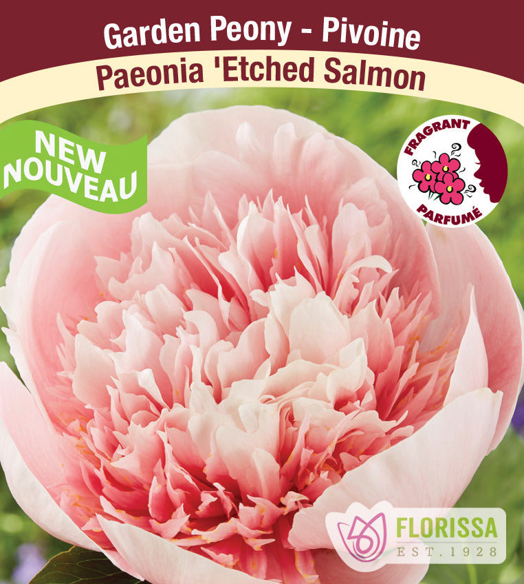 Paeonia Lactiflora - Etched Salmon