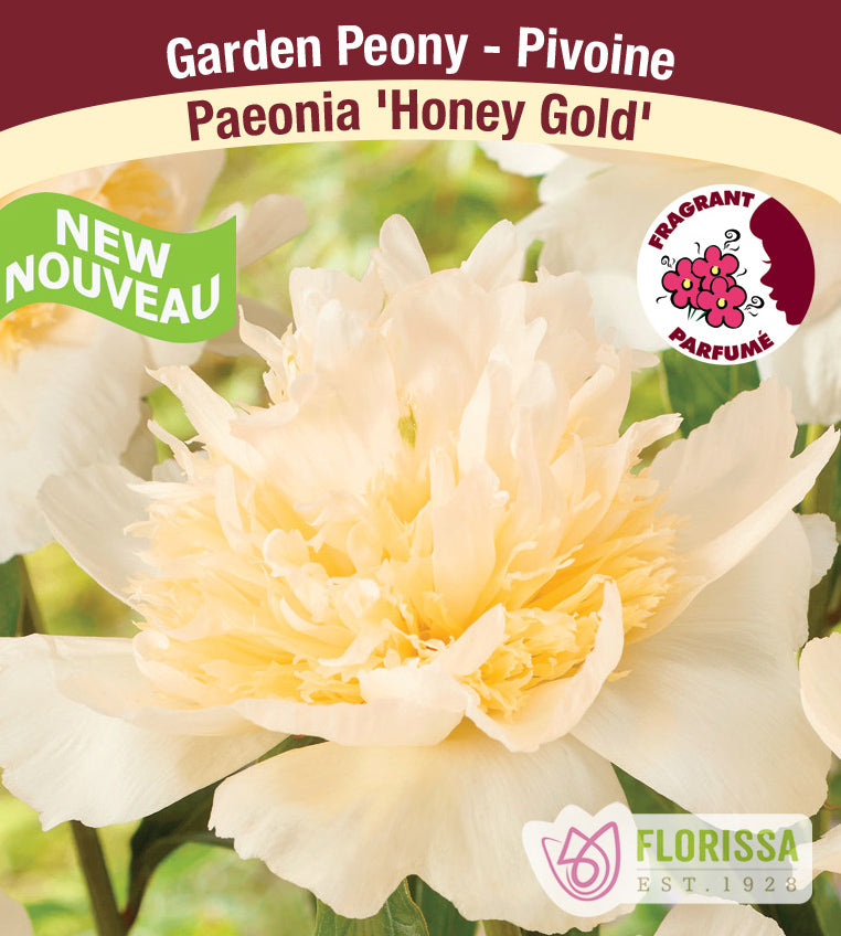 Paeonia Lactiflora - Honey Gold