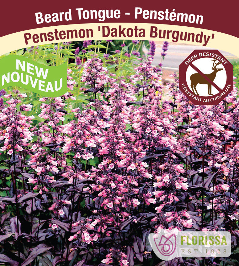 Penstemon - Dakota Burgundy