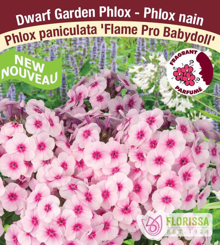 Phlox Paniculata - Flame Pro Babydoll