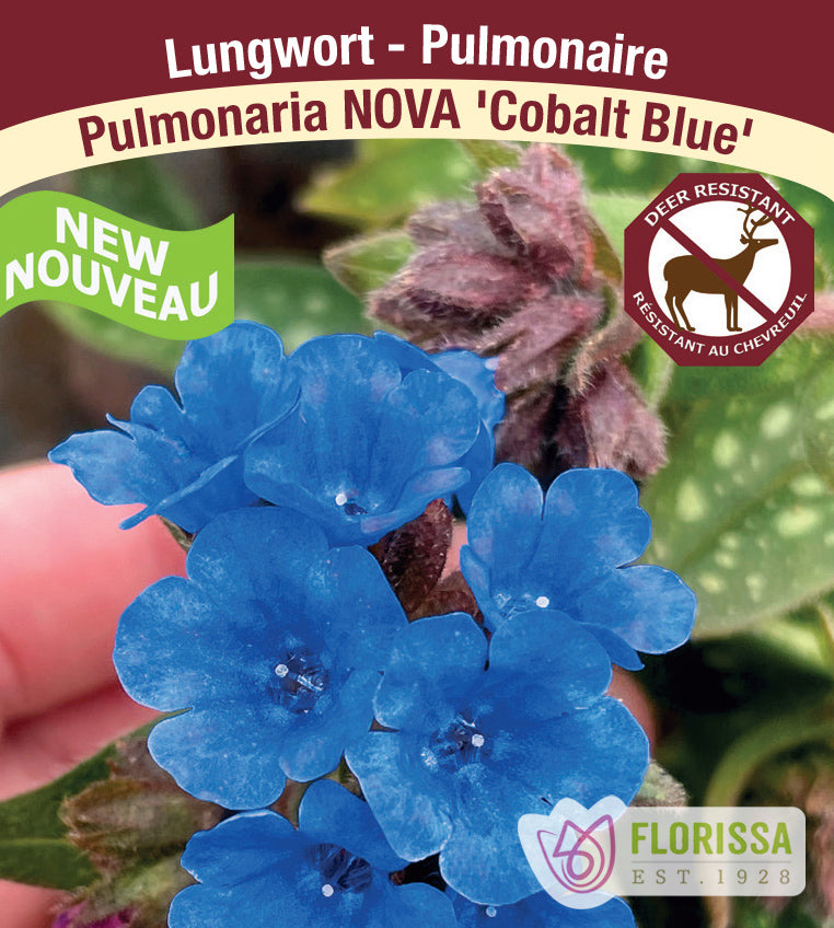 Pulmonaria - NOVA Cobalt Blue