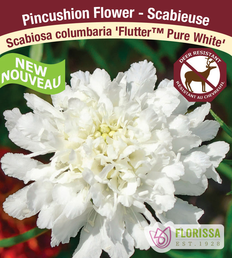 Scabiosa - col. Flutter Pure White