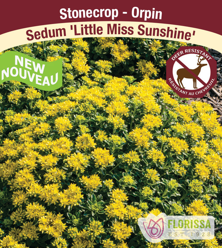 Sedum - Little Miss Sunshine