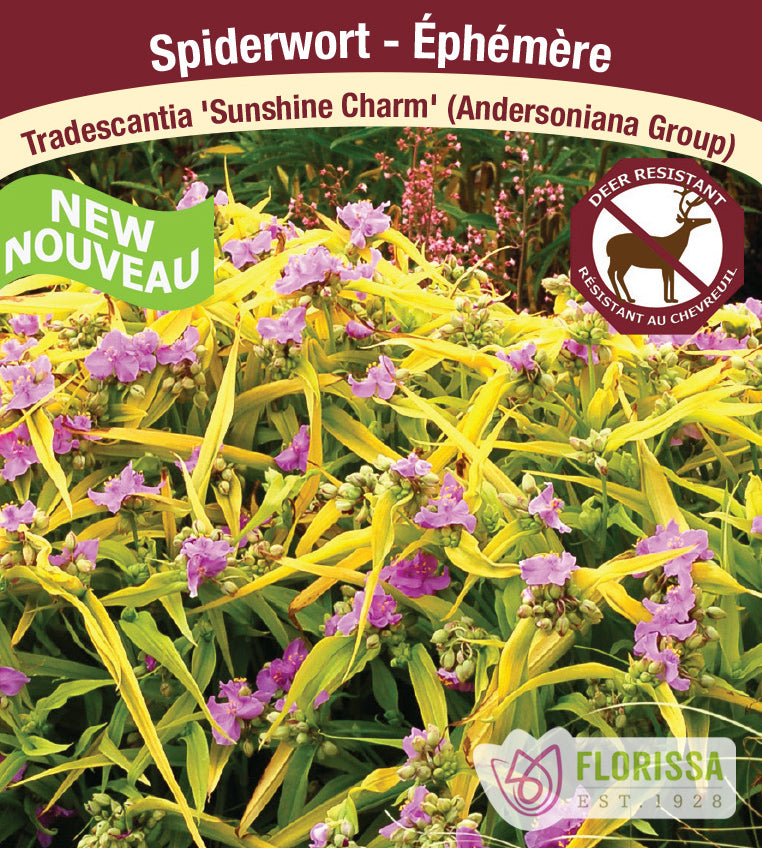 Tradescantia - and. Sunshine Charm