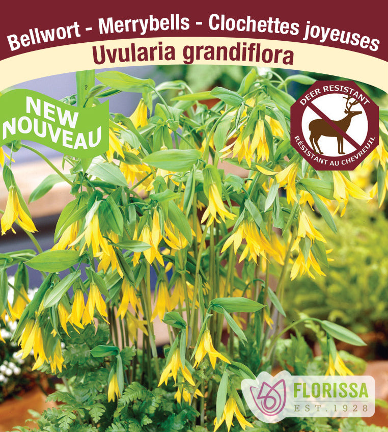 Uvularia - grandiflora
