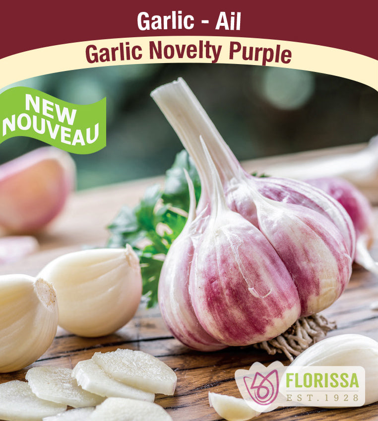 Garlic - Purple Stripe Bulk