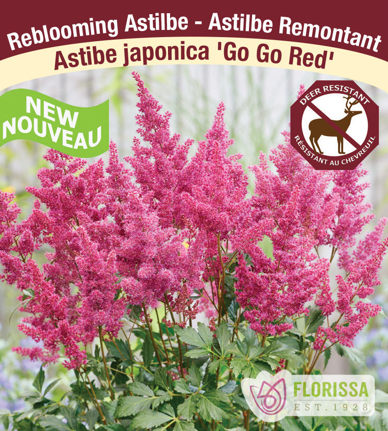 Astilbe - Japonica 2-3 Eyes - Go Go Red