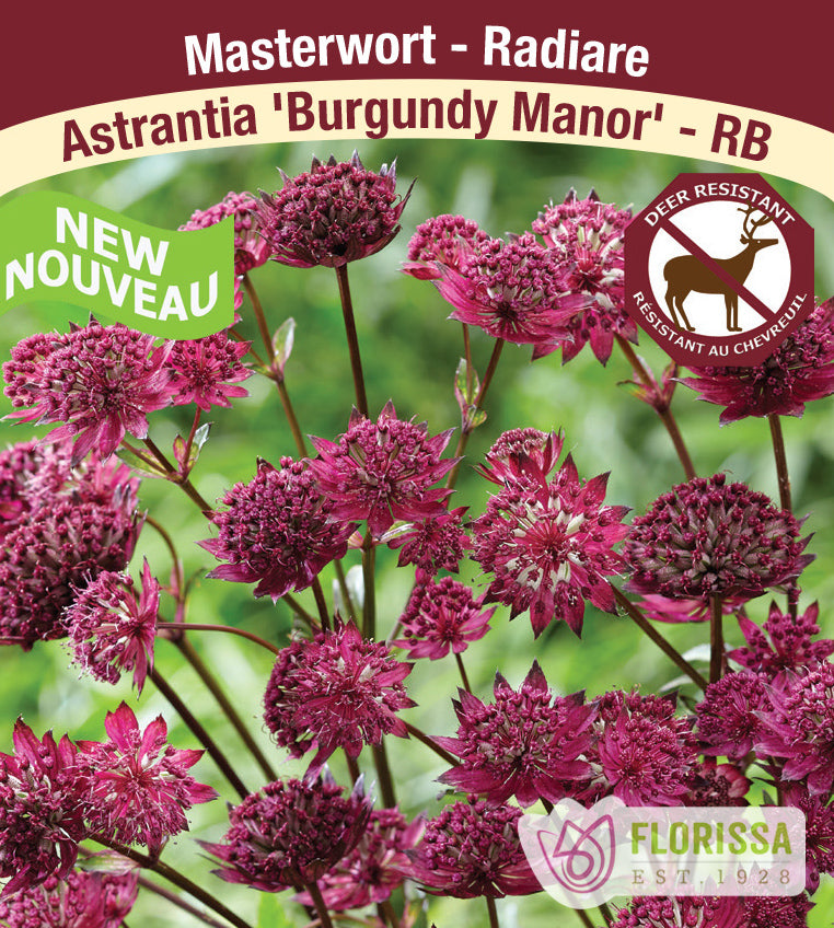 Astrantia - major Burgundy Manor