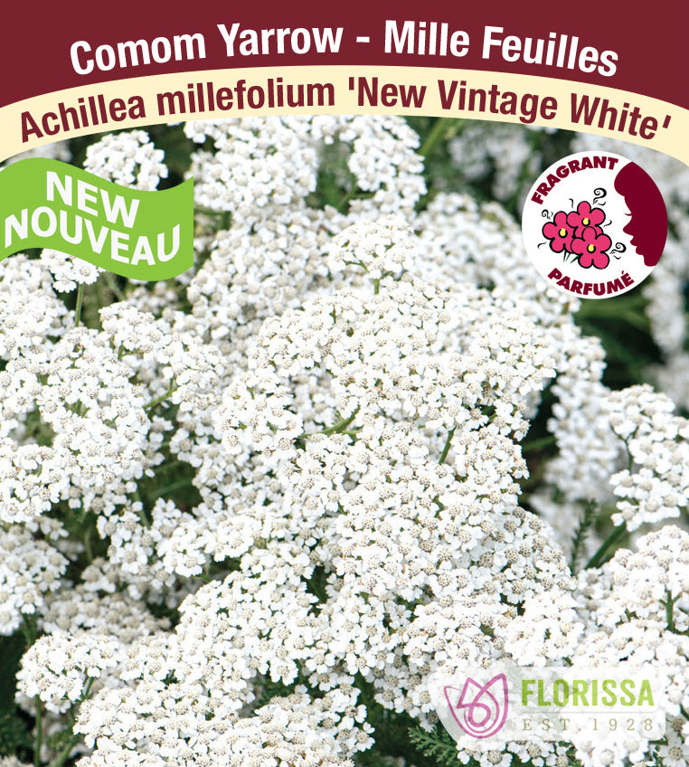 Achillea - New Vintage White