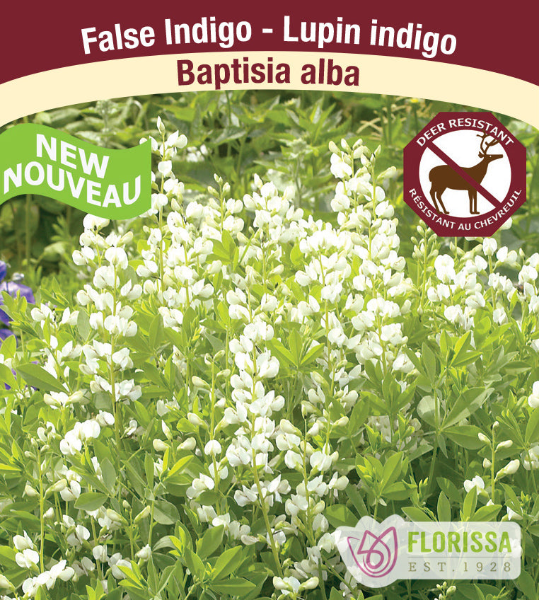 Baptisia - Alba