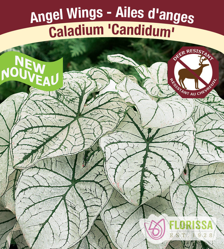 Caladium - Candidum Bulk