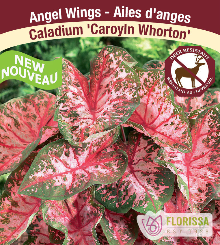 Caladium - Carolyn Whorton Bulk