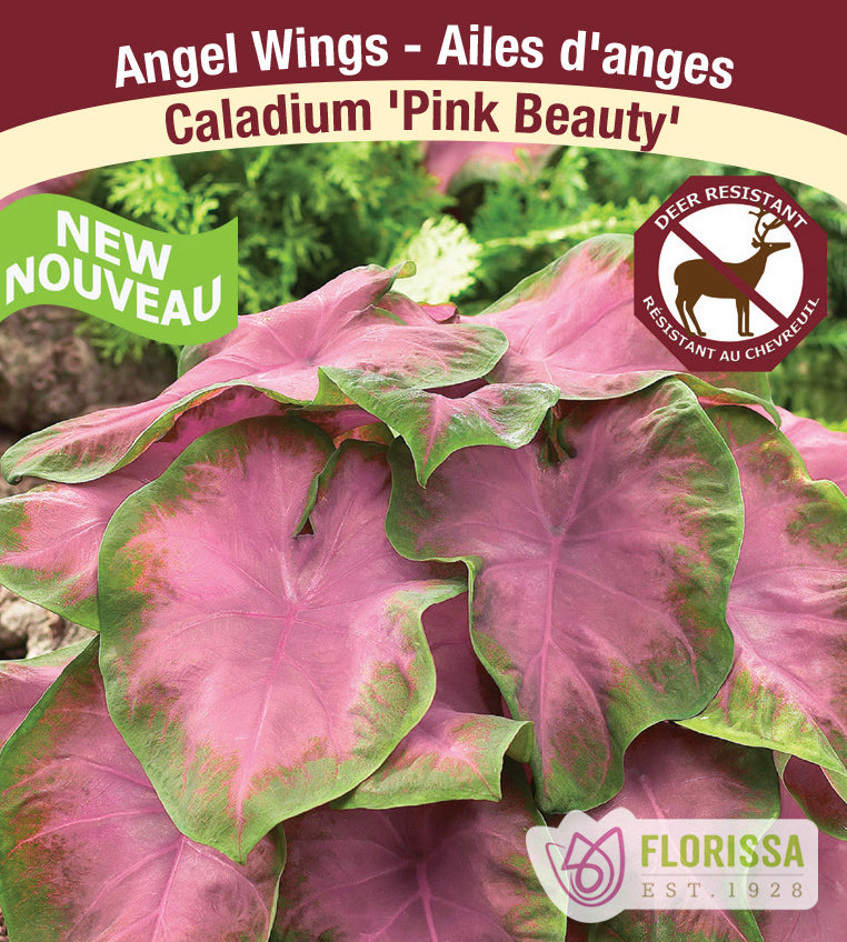 Caladium - Pink Beauty Bulk