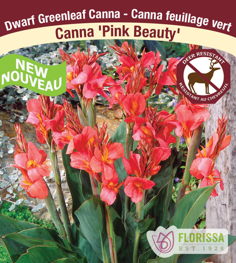 Canna Greenleaf - Pink Beauty Bulk