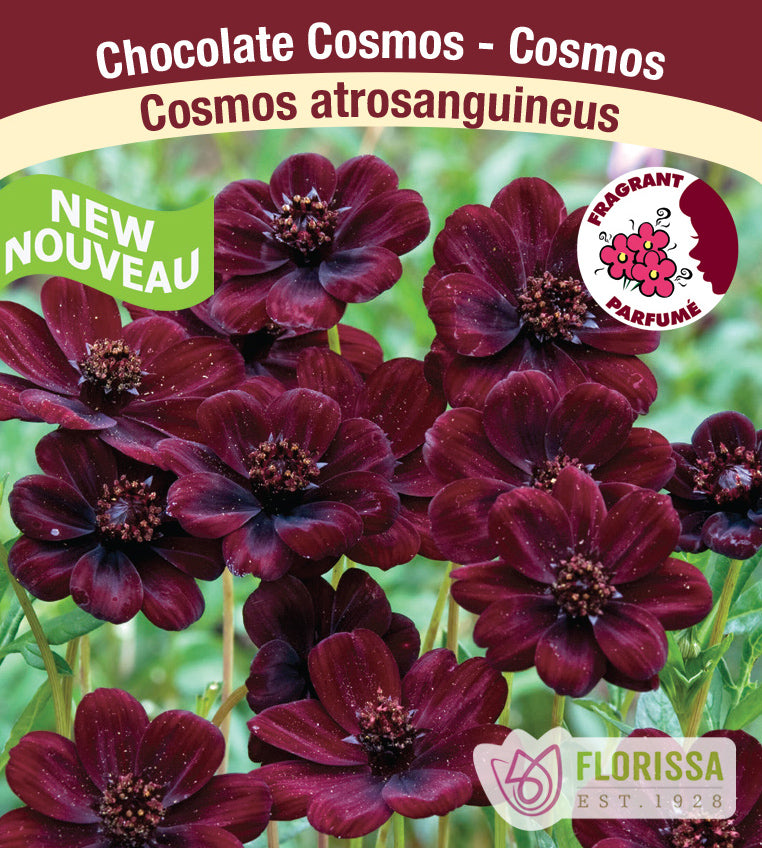 Cosmos - atrosanguineus