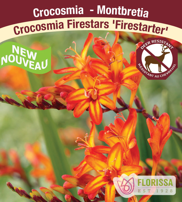 Crocosmia - Firestarter