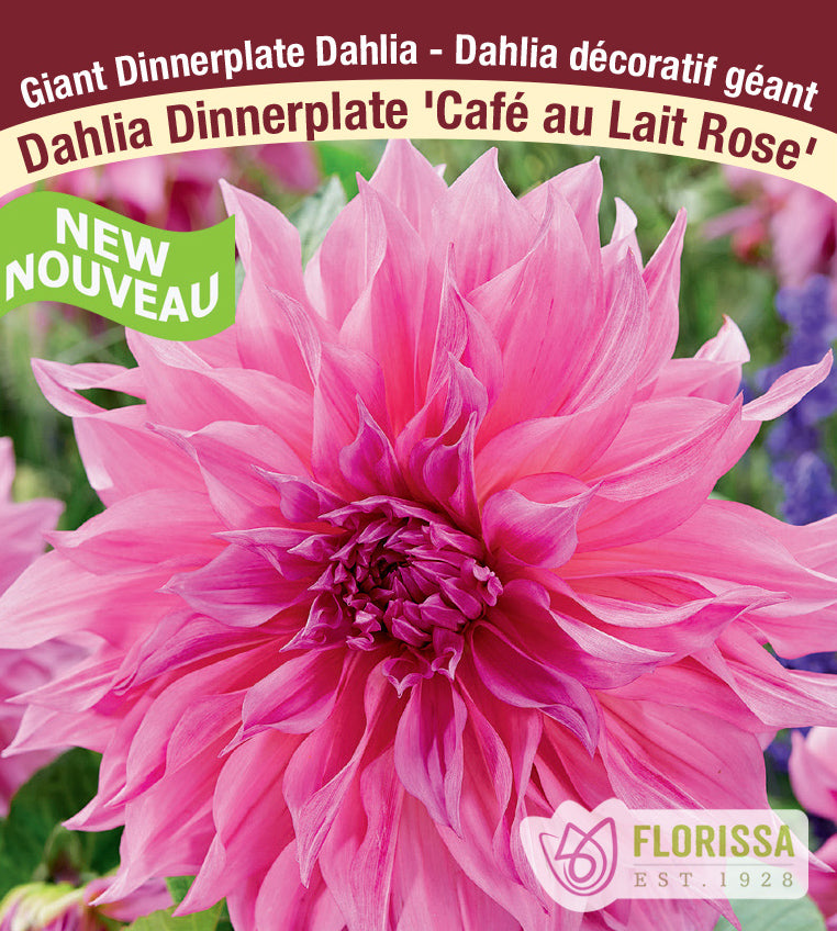 Dahlia Giant Dinnerplate - Café au Lait Rose Bulk