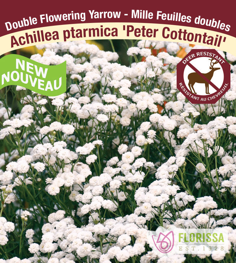 Achillea - Peter Cottontail