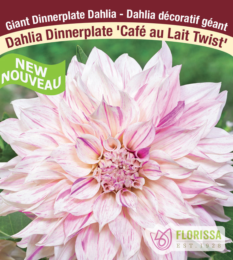Dahlia Giant Dinnerplate - Café au Lait Twist Bulk